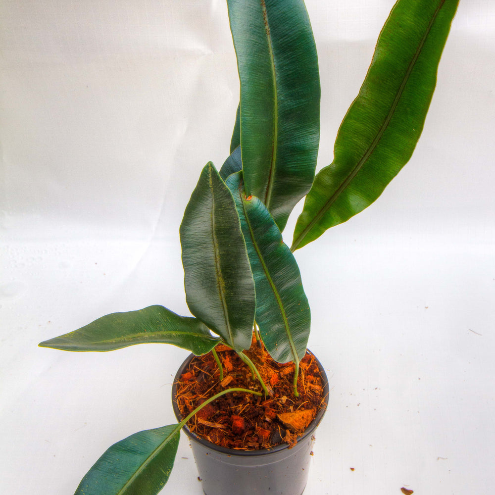 
                      
                        Elaphoglossum metallicum
                      
                    
