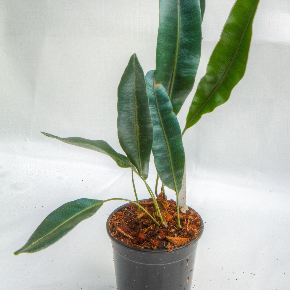 
                      
                        Elaphoglossum metallicum
                      
                    