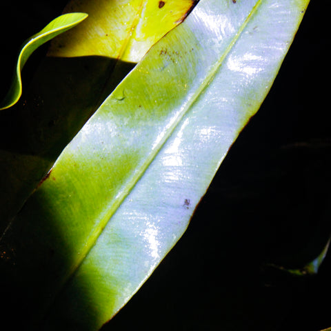 Elaphoglossum metallicum leaf close-up showing a glossy green blade