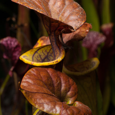Sarracenia flava var. cuprea pitcher plant with a tall brown hood and a yellow rim.