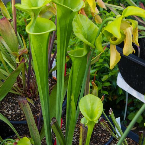 Sarracenia flava var maxima pitcher plants with tall green tubes and bright yellow green lids.