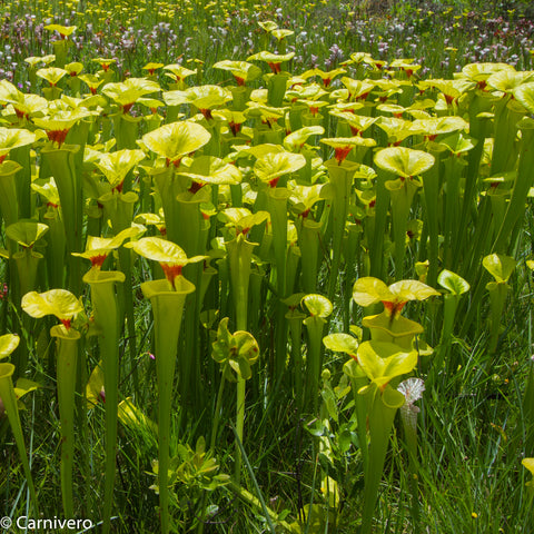 Dense patch of yellow-green Sarracenia flava var rugelii pitcher plants in a sunny meadow