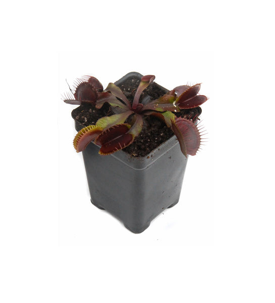 Akai Ryu Venus Fly Trap (Red Dragon) Carnivorous - Dionaea muscipula –  Wellspring Gardens