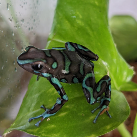 Dendrobates auratus Green and Bronze poison dart frog perched on a green leaf inside a terrarium