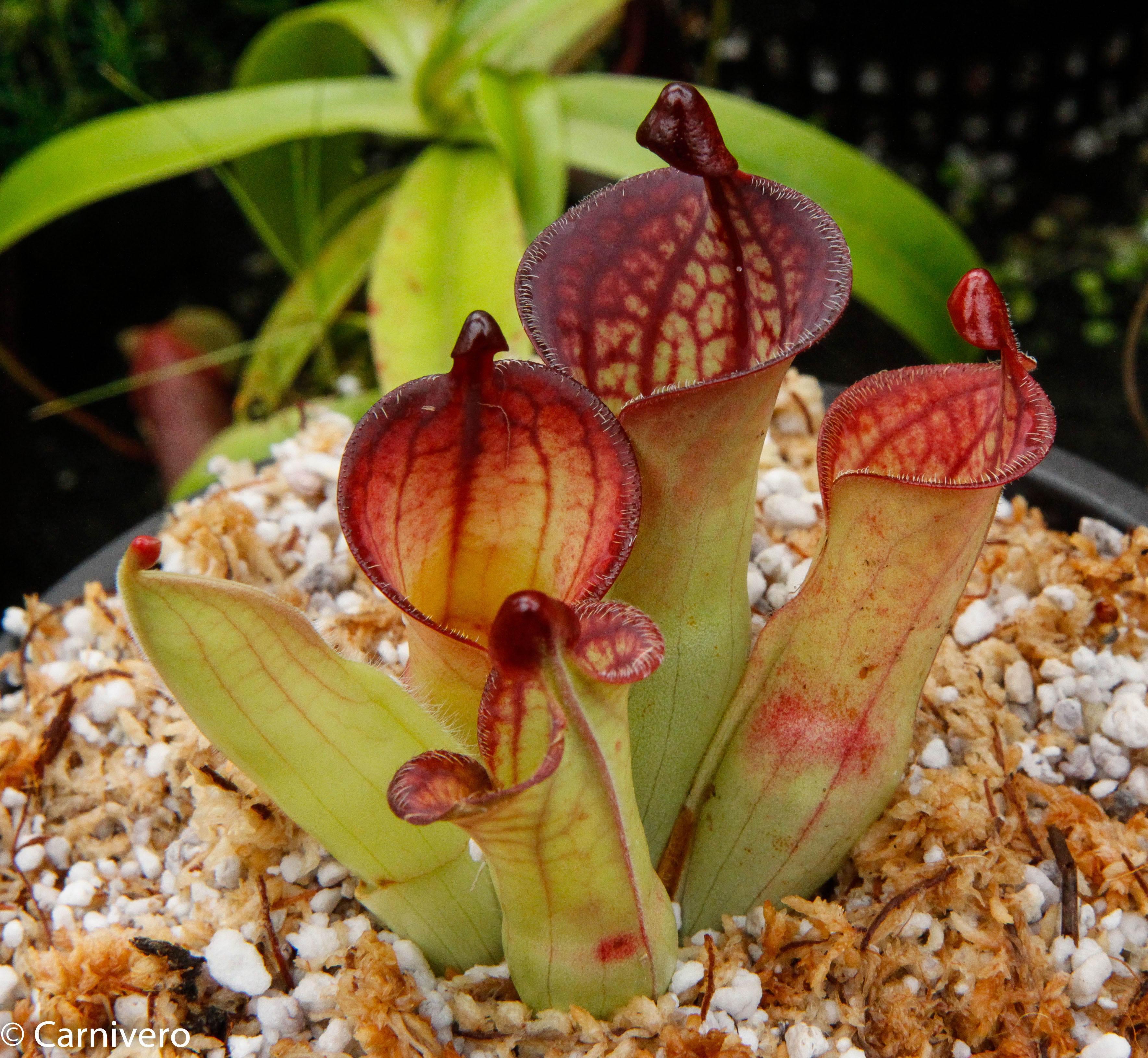 その他観葉植物 Heliamphora macdonaldae Heliamphora macdonaldae – Carnivero