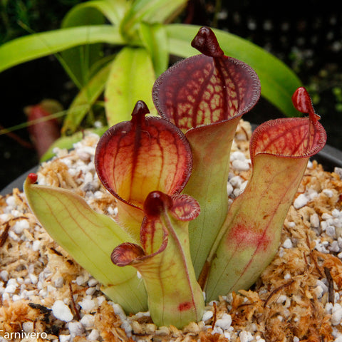 Heliamphora macdonaldae upright red striped pitcher plant in a small pot with moss