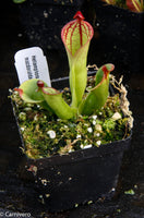 Heliamphora macdonaldae