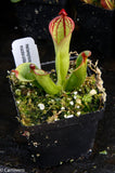 Heliamphora macdonaldae