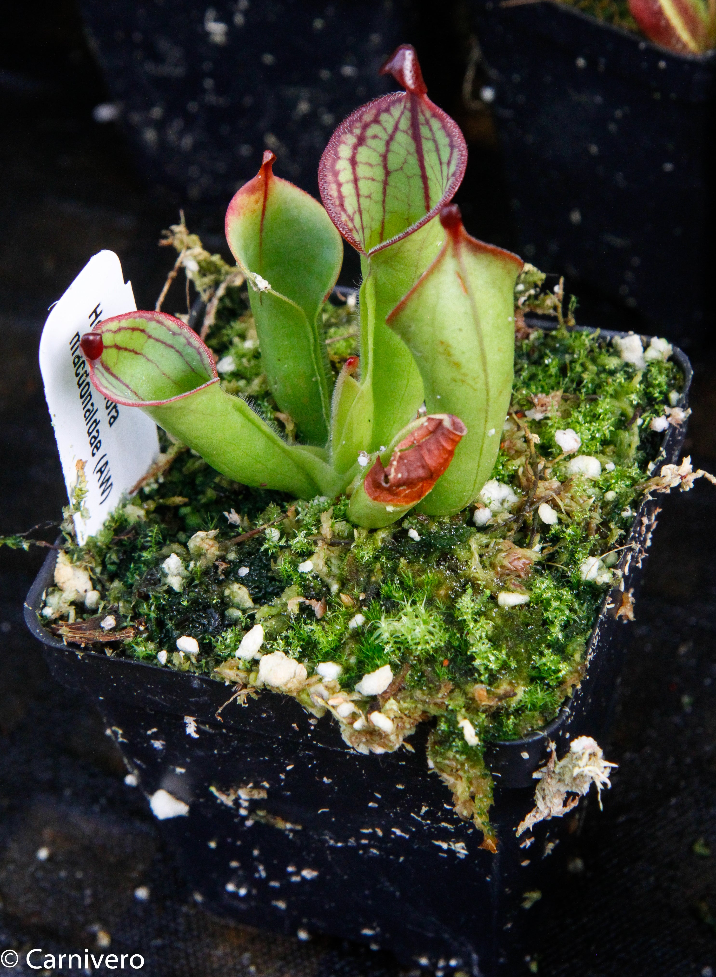 その他観葉植物 Heliamphora macdonaldae Heliamphora macdonaldae – Carnivero