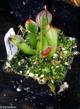 Heliamphora macdonaldae