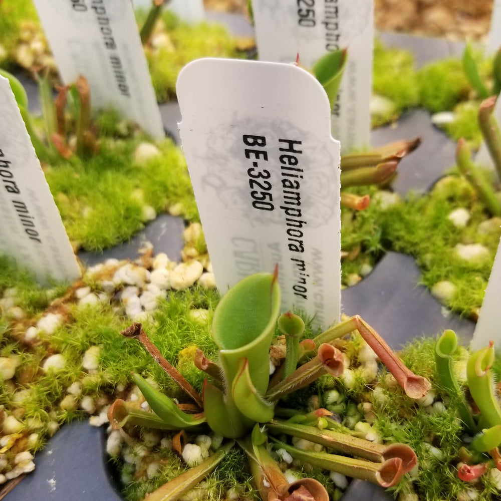 
                      
                        Heliamphora minor, Sun Pitcher
                      
                    