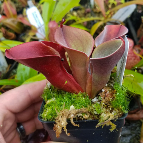 Heliamphora minor Sun Pitcher with burgundy red folded leaves growing from moss in a small pot