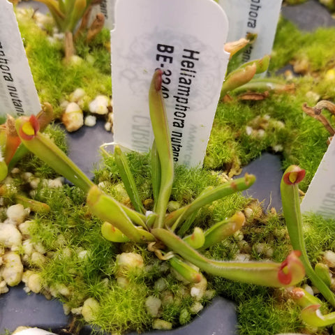 Heliamphora nutans pitcher plant with pale green tubular traps surrounded by bright moss in a pot