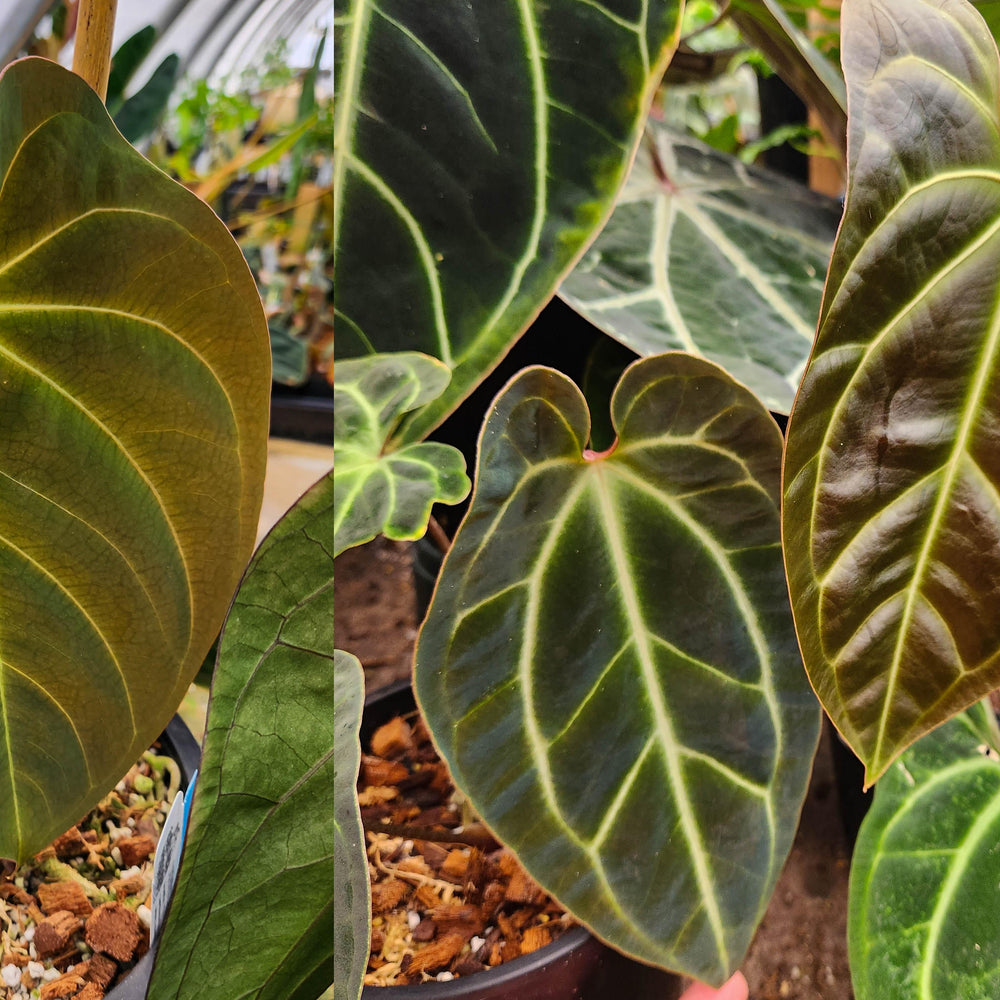 
                      
                        Anthurium Indo Hoffmannii X x sp. nov Darién (besseae aff.), CAR-0281
                      
                    