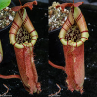 Nepenthes burbidgeae x robcantleyi, BE-3577
