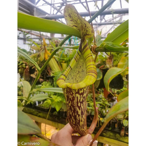 Greenhouse view of Nepenthes spectabilis x platychila BE-3760 with a tall yellow green striped pitcher.