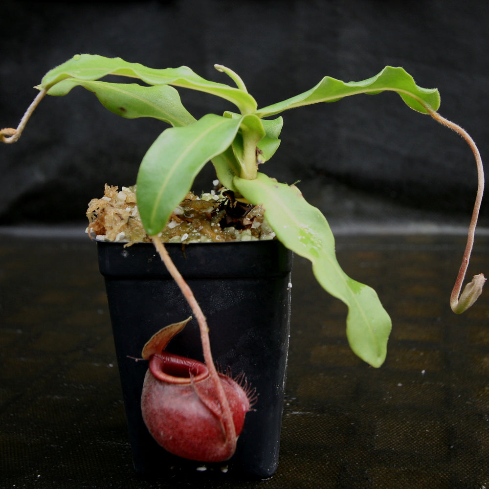 
                      
                        Nepenthes undulatifolia - Exact Plant
                      
                    