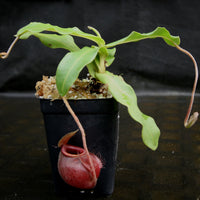 Nepenthes undulatifolia