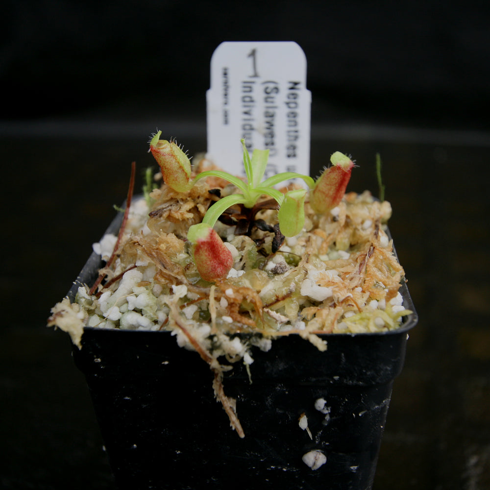 
                      
                        Nepenthes undulatifolia - Exact Plant
                      
                    