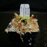 Nepenthes undulatifolia