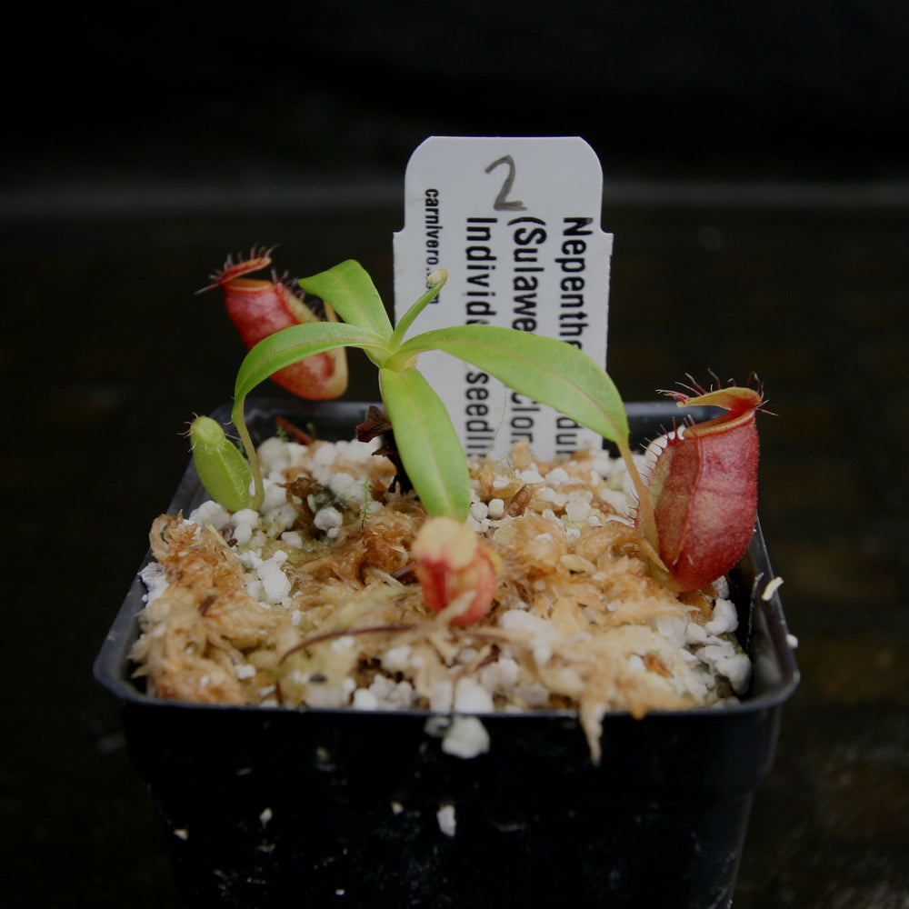 
                      
                        Nepenthes undulatifolia - Exact Plant
                      
                    