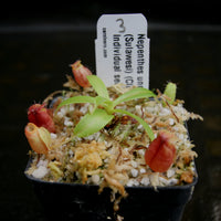 Nepenthes undulatifolia