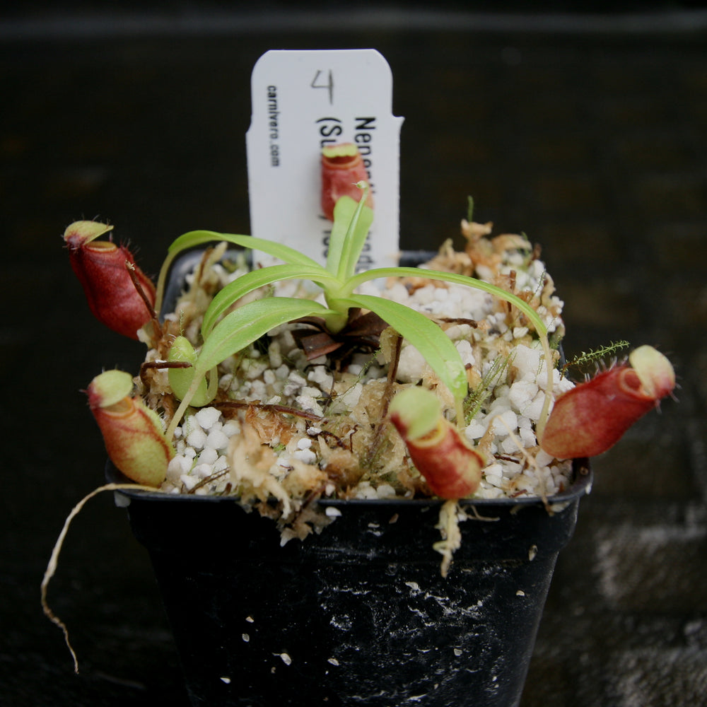 
                      
                        Nepenthes undulatifolia - Exact Plant
                      
                    