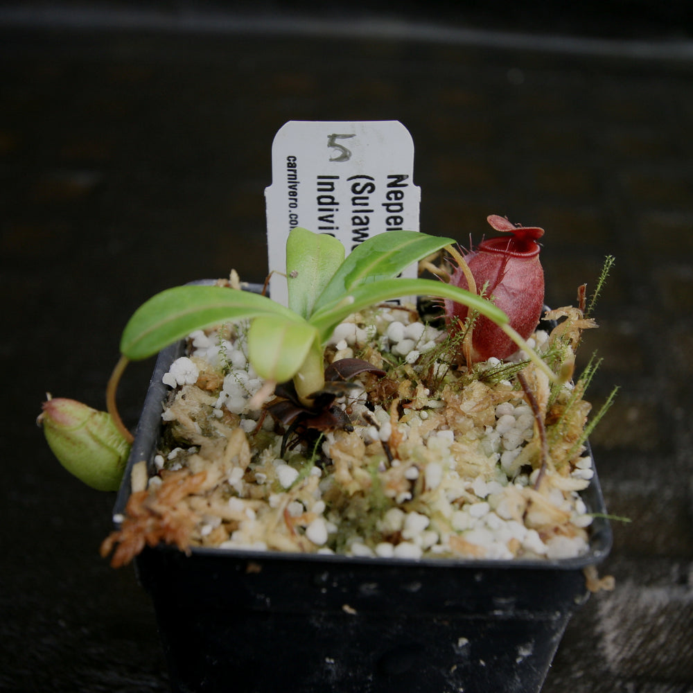 
                      
                        Nepenthes undulatifolia - Exact Plant
                      
                    
