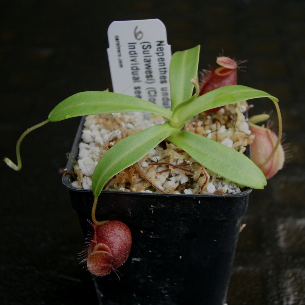 
                      
                        Nepenthes undulatifolia - Exact Plant
                      
                    