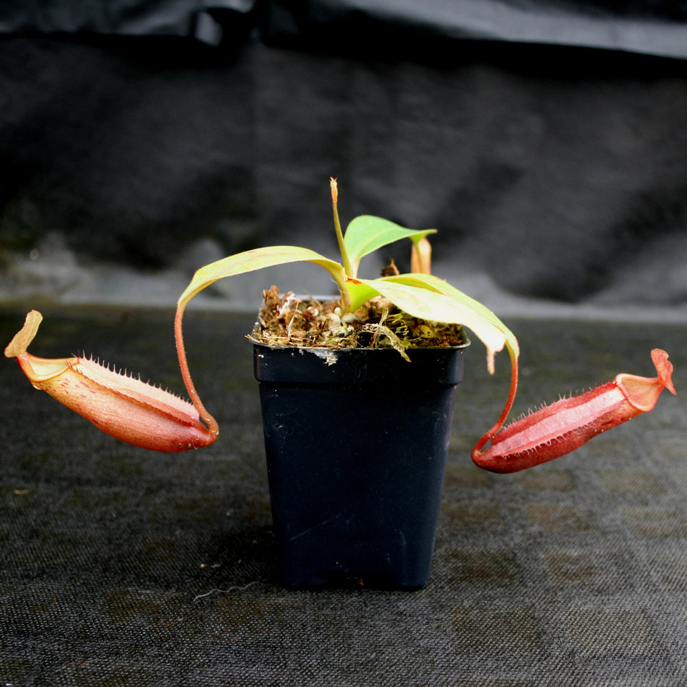 
                      
                        Nepenthes Song of Melancholy x mira, CAR-0124, pitcher plant, carnivorous plant, collectors plant, large pitchers, rare plants
                      
                    