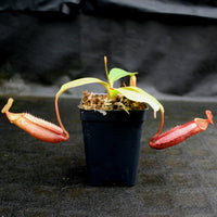 Nepenthes Song of Melancholy x mira, CAR-0124