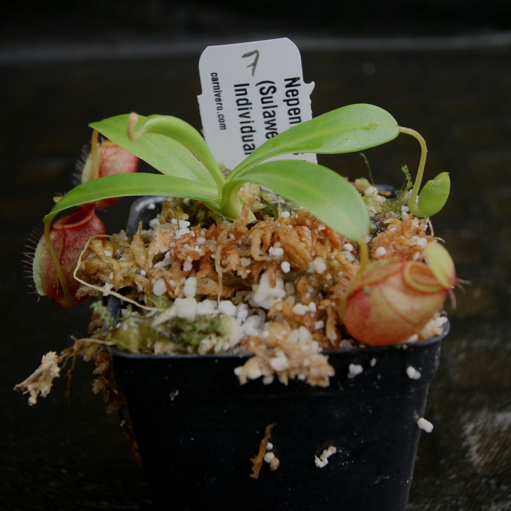 
                      
                        Nepenthes undulatifolia - Exact Plant
                      
                    
