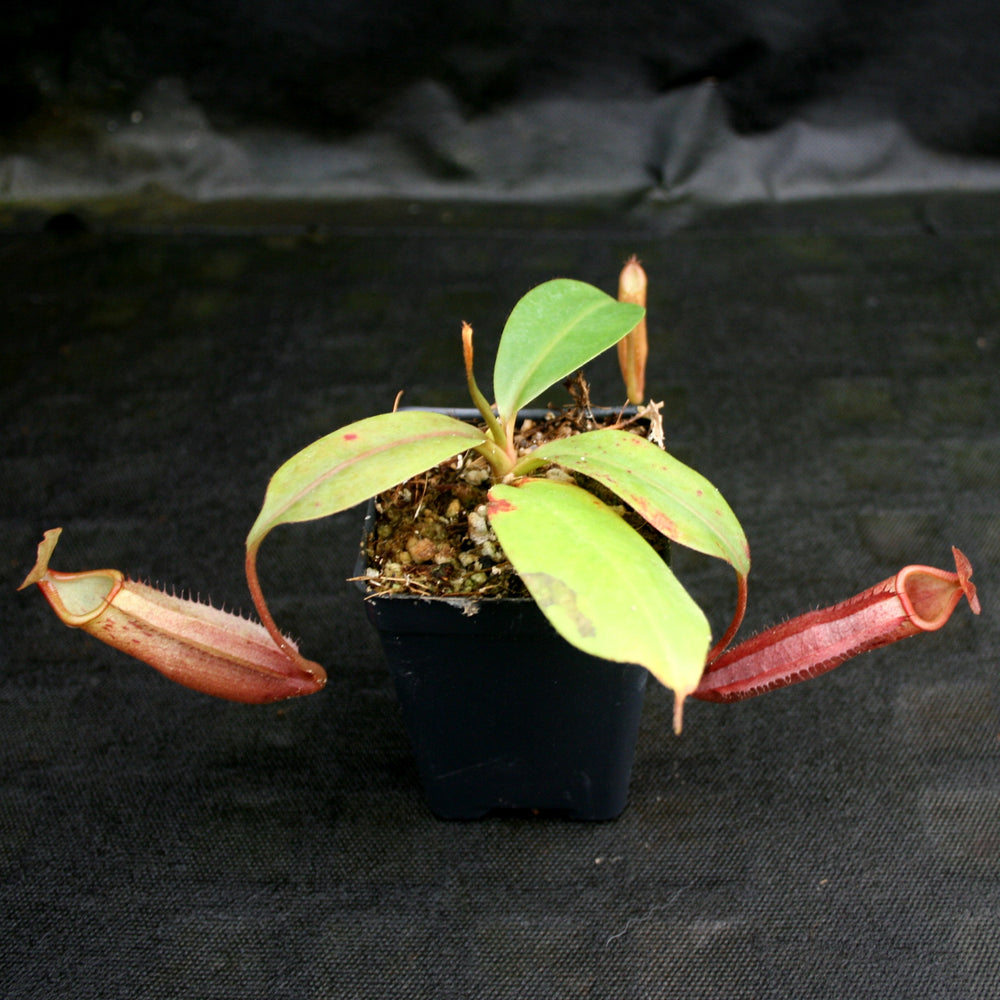 
                      
                        Nepenthes Song of Melancholy x mira, CAR-0124, pitcher plant, carnivorous plant, collectors plant, large pitchers, rare plants
                      
                    