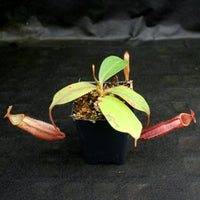 Nepenthes Song of Melancholy x mira, CAR-0124