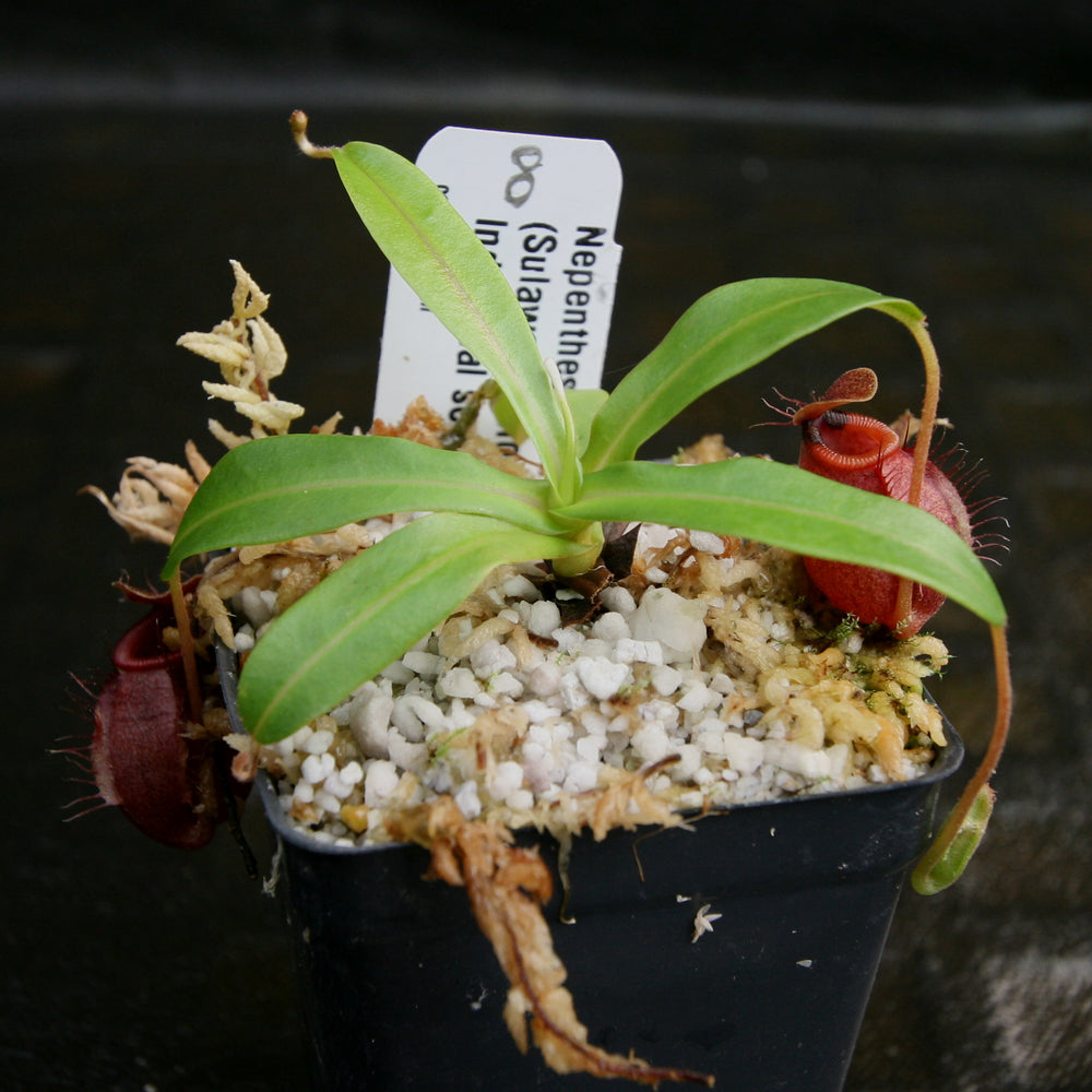 
                      
                        Nepenthes undulatifolia - Exact Plant
                      
                    