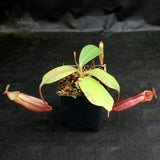 Nepenthes Song of Melancholy x mira, CAR-0124