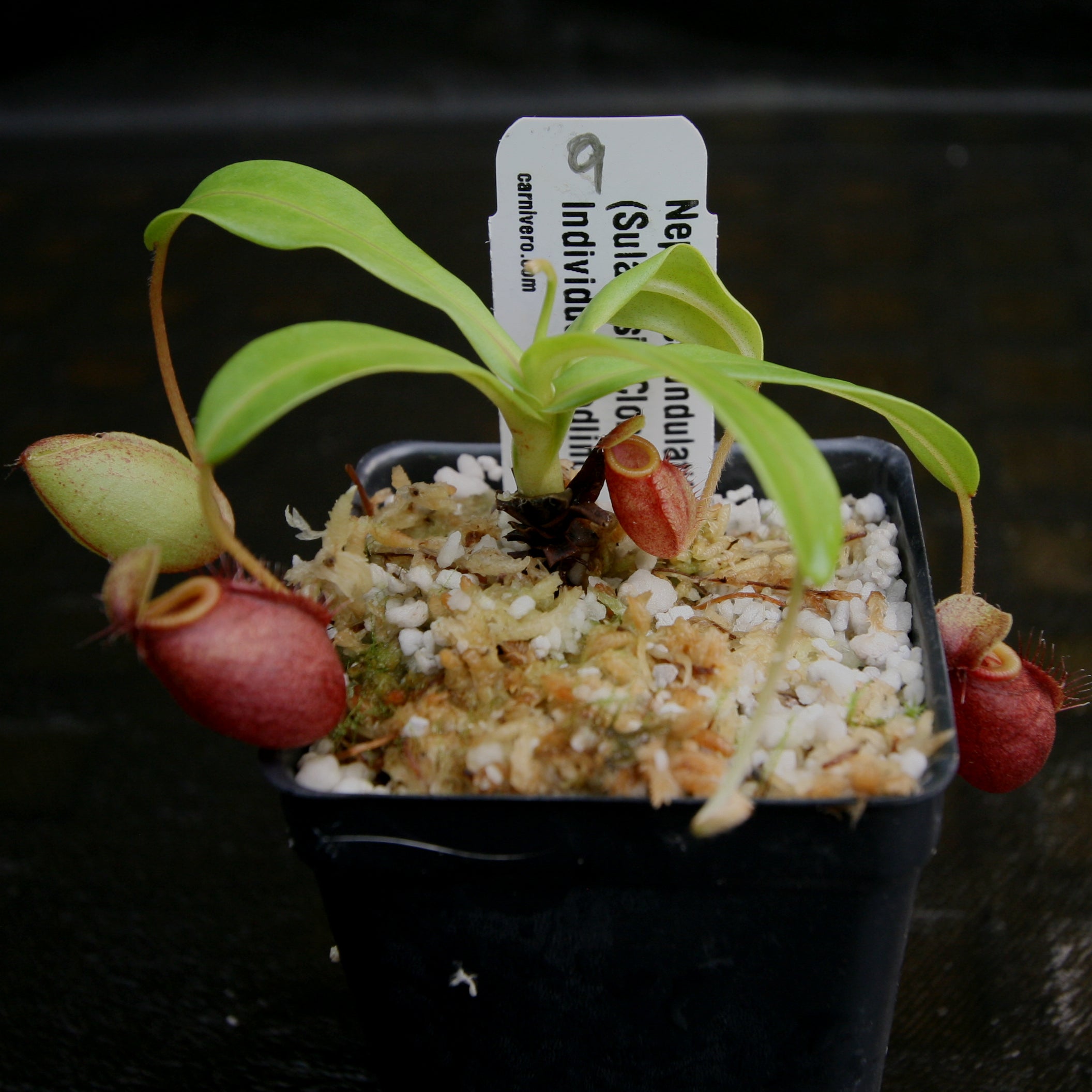 No.2】Nepenthes undulatifolia_食虫植物 ネペンテス ウツボカズラ