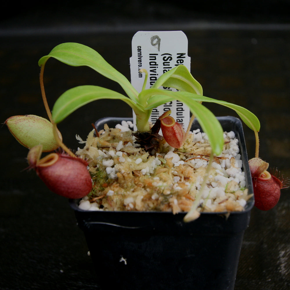 
                      
                        Nepenthes undulatifolia - Exact Plant
                      
                    