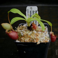 Nepenthes undulatifolia