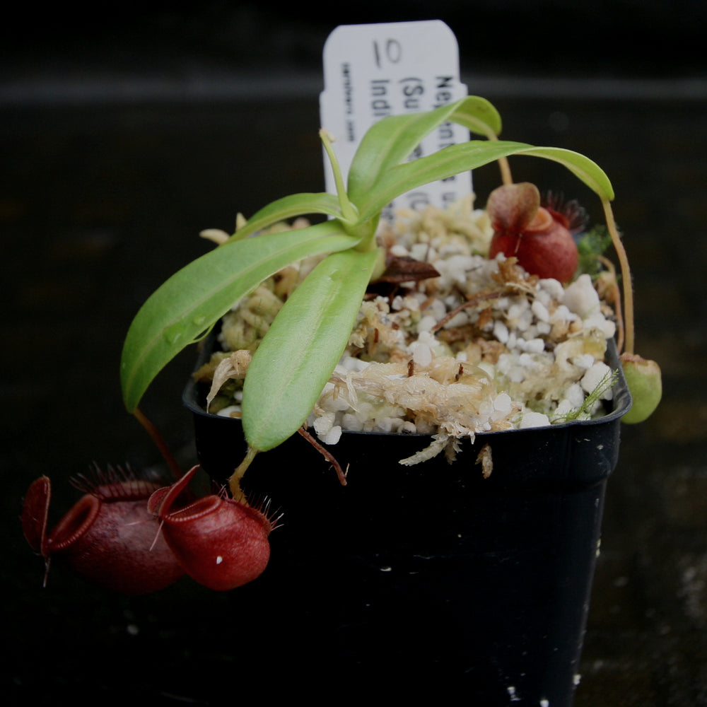 
                      
                        Nepenthes undulatifolia - Exact Plant
                      
                    