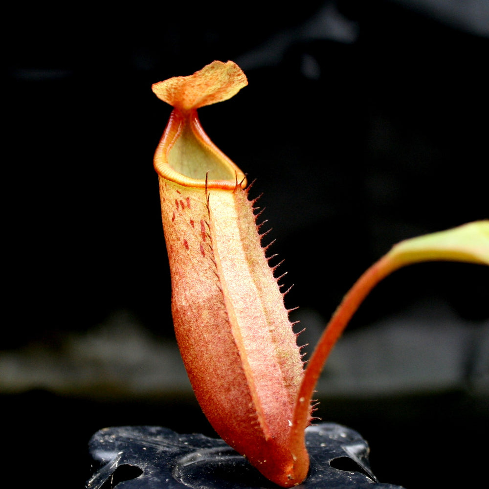 
                      
                        Nepenthes Song of Melancholy x mira, CAR-0124, pitcher plant, carnivorous plant, collectors plant, large pitchers, rare plants
                      
                    