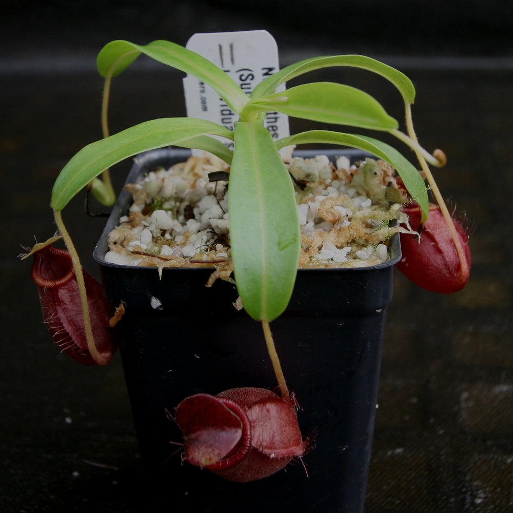 
                      
                        Nepenthes undulatifolia - Exact Plant
                      
                    