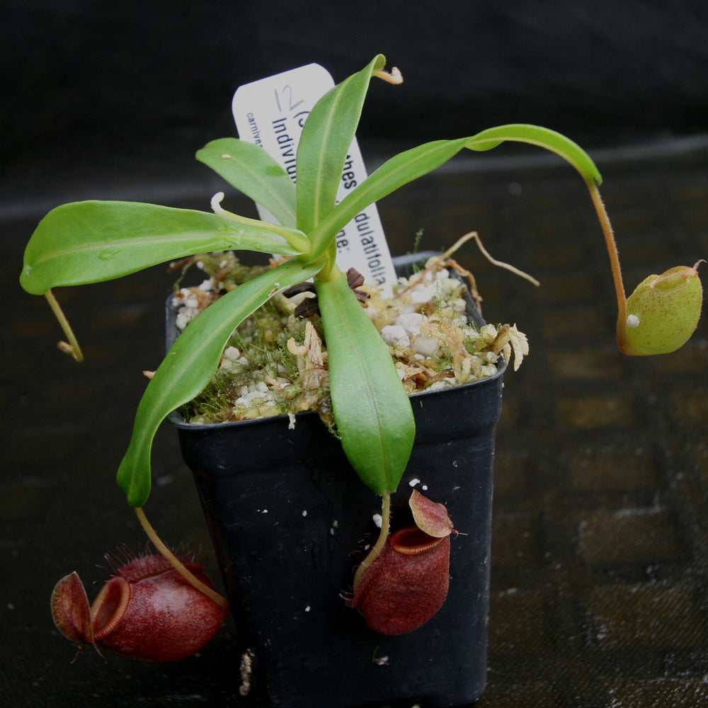 
                      
                        Nepenthes undulatifolia - Exact Plant
                      
                    