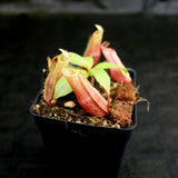 Nepenthes Song of Melancholy x mira, CAR-0124