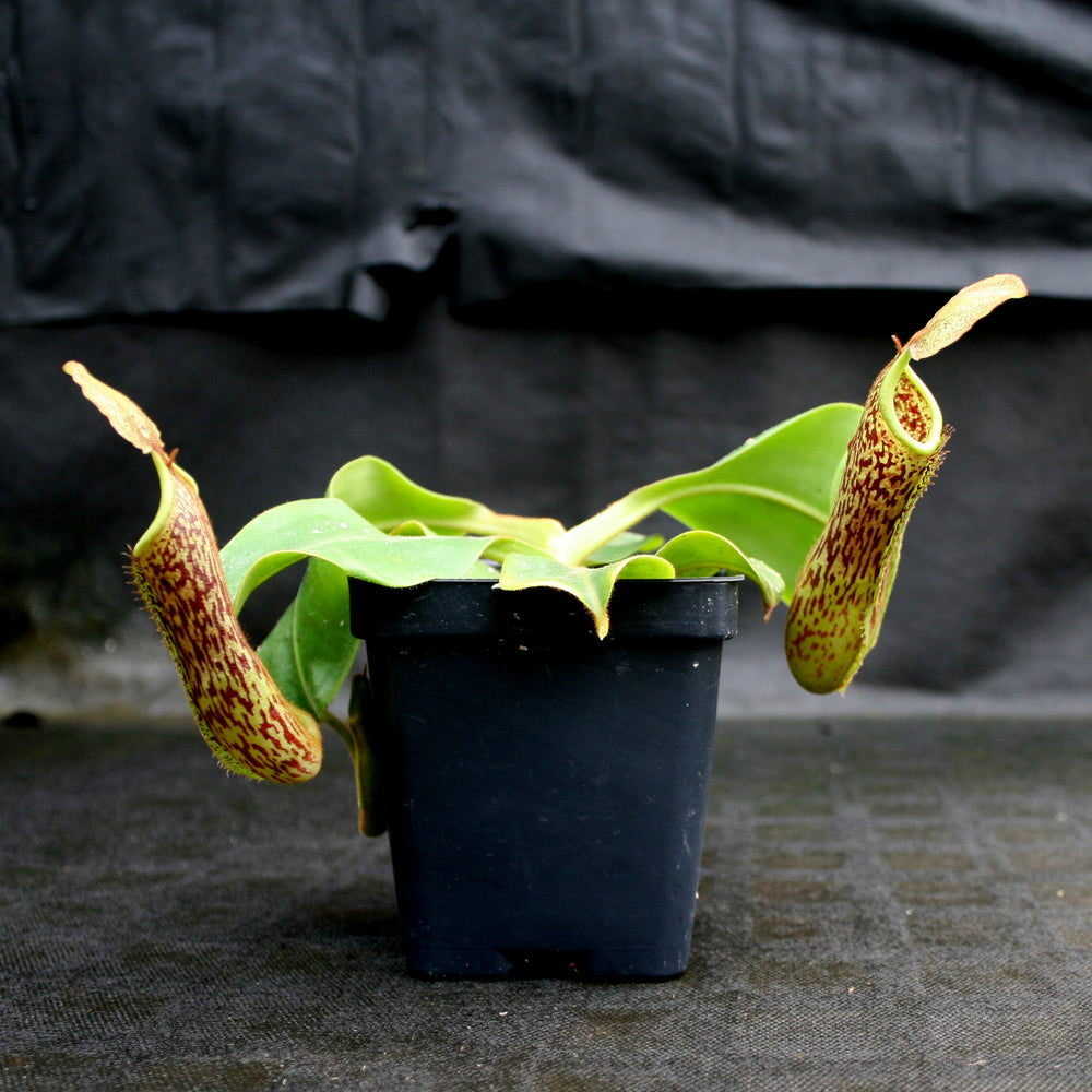 
                      
                        Nepenthes (truncata x campanulata) x platychila "white" , CAR-0090 pitcher plant, carnivorous plant, collectors plant, large pitchers, rare plants
                      
                    