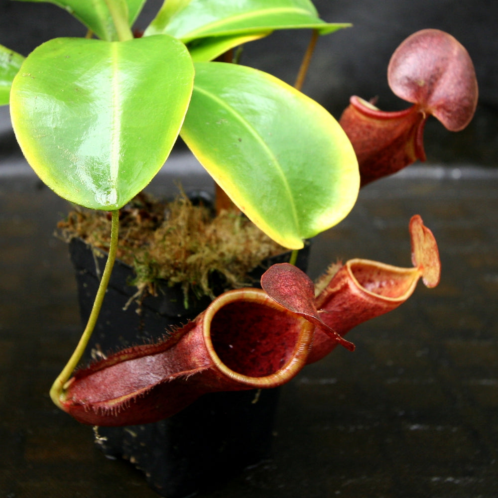 
                      
                        Nepenthes lowii x campanulata
                      
                    