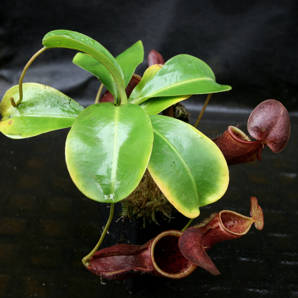 
                      
                        Nepenthes lowii x campanulata
                      
                    