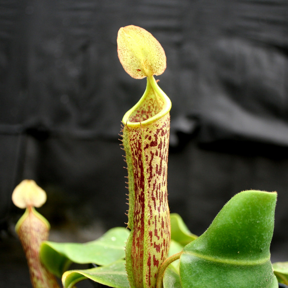 
                      
                        Nepenthes (truncata x campanulata) x platychila "white" , CAR-0090 pitcher plant, carnivorous plant, collectors plant, large pitchers, rare plants
                      
                    