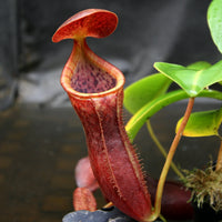 Nepenthes lowii x campanulata