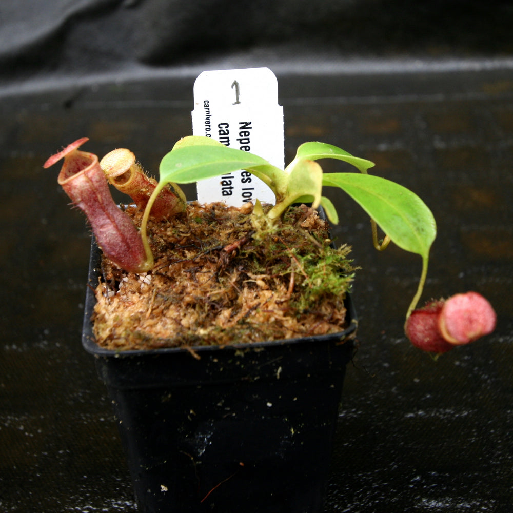 
                      
                        Nepenthes lowii x campanulata
                      
                    